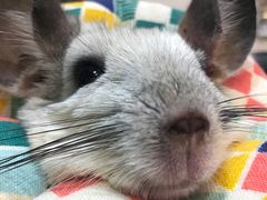 -严国平动物医院(德政总院)