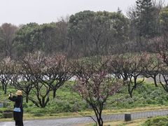 -上海海湾国家森林公园