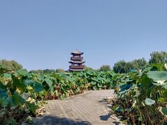 -白洋淀景区