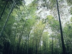 -树山生态村