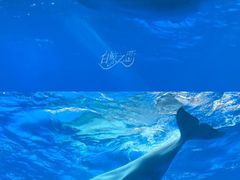 -海合安成都极地海洋公园