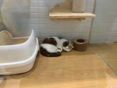 -momokira米努特·德文卷毛猫·棉花面纱犬