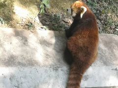 -昆明动物园