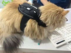 -A猫a狗全科·犬猫异宠·芥西宠物医院(南开总院)