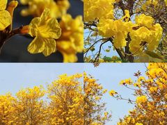 -天适樱花悠乐园