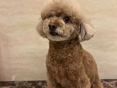 -宠颐生猫科·内科皮肤科(西平世纪城店)