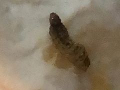 -白露塘杀猪粉(药王街店)