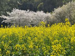 -苏州上方山国家森林公园