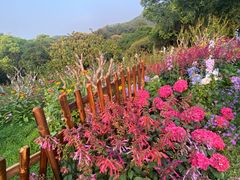 -深圳仙湖植物园