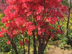 -南汇桃花村