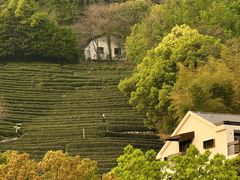 -阿巧茶庄