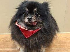 -和它·交个朋友·狗咖猫咖(爱琴海店)