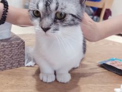 -藏猫猫咖啡主题馆(中央大道店)