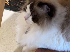 -藏猫猫咖啡主题馆(中央大道店)