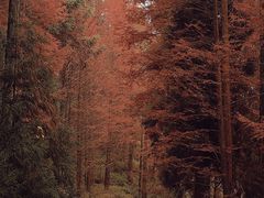 -山王坪喀斯特国家生态公园