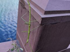 -叠溪松坪沟景区