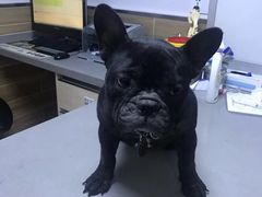 -爱侣宠医·鹦鹉专科·小型哺乳类·异宠专科(灵石路店)