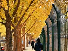 -三里屯东五街银杏大道