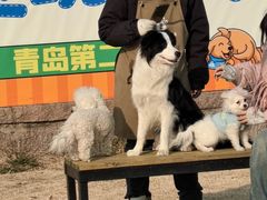 -趣玩宠物乐园寄养训犬训狗游泳池