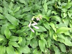 -白塘生态植物园