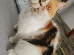 -猫岛主趣味餐厅(鼓浪屿店)