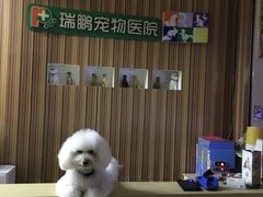 -瑞鹏宠物医院·骨科·猫科·内科(第一中心)