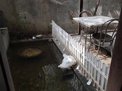 -阿姨食堂