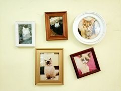 -猫色咖啡·猫咖