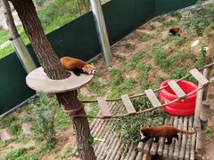 -大连森林动物园