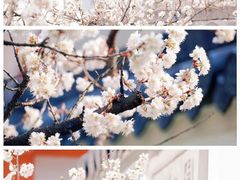 -梅花山(明孝陵内)