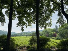-中国茶叶博物馆(双峰馆区)