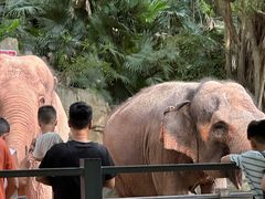 -深圳野生动物园