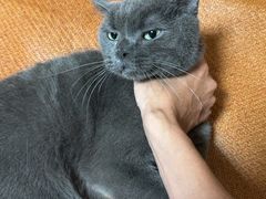 -瑞派伍一宠物医院·眼科·骨科·猫科转诊中心(马王堆院)