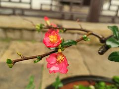 -青果巷历史文化街区