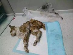 盛京一禾-盛京一禾