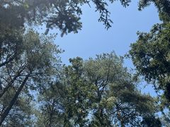 -重庆睡佛山森林公园