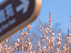 -梅花山(明孝陵内)
