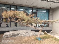 -渝乡辣婆婆·川菜 水煮鱼(安平店)
