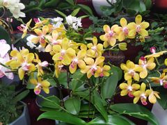 -秦美花卉(天朗·莱茵小城2期店)