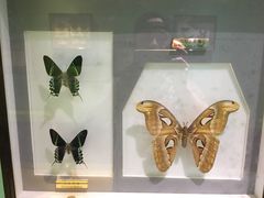 -上海昆虫博物馆