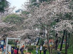 -武汉大学-樱园