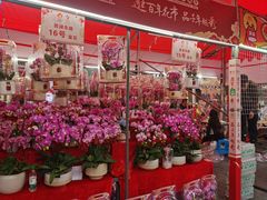 -越秀西湖花市(广州城市广场花卉店)