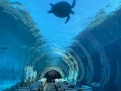 -涛·海底餐厅·美人鱼·自助餐·海底隧道(三亚海棠湾洲际度假酒店)