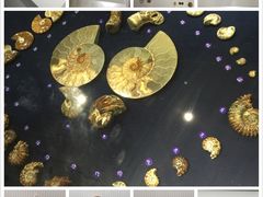 -青岛贝壳博物馆