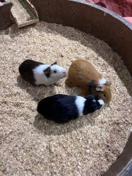 -Zoolung Zoolung动物主题公园(海信广场店)