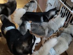 -Husky Go! 哈士奇体验馆·宠物咖啡厅狗咖