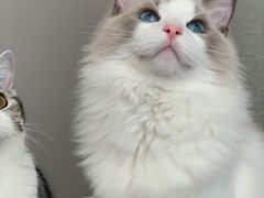 -PETKIT 小佩宠物·低压洗护·美容·寄养(安远店)