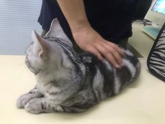 -全心全意连锁动物医院(加州店)