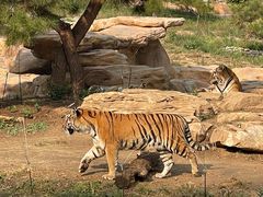 -北京野生动物园