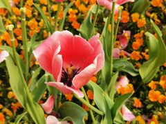 -中共上海市委党校 上海行政学院